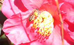 ミツバチから学ぶ自然